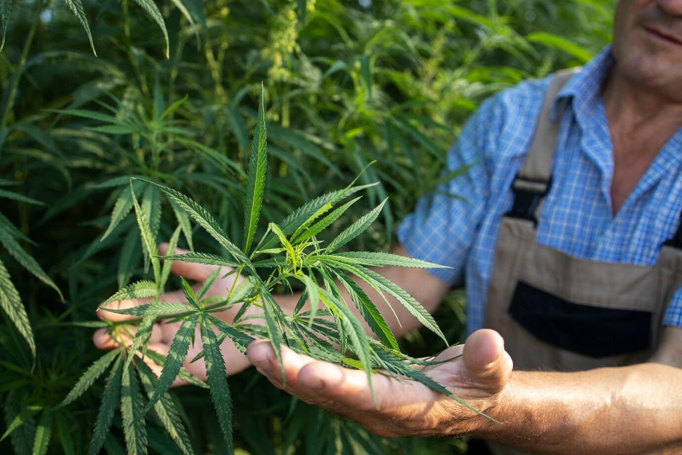 Plant de Cannabis - CBD