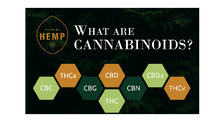 Les cannabinoïdes - Pourquoi sont-ils importants ? 4 Les cannabinoïdes - Pourquoi sont-ils importants ? 4