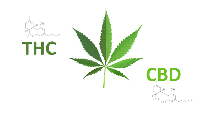 CBD ou THC : quelle différence ? 6 CBD ou THC : quelle différence ? 5