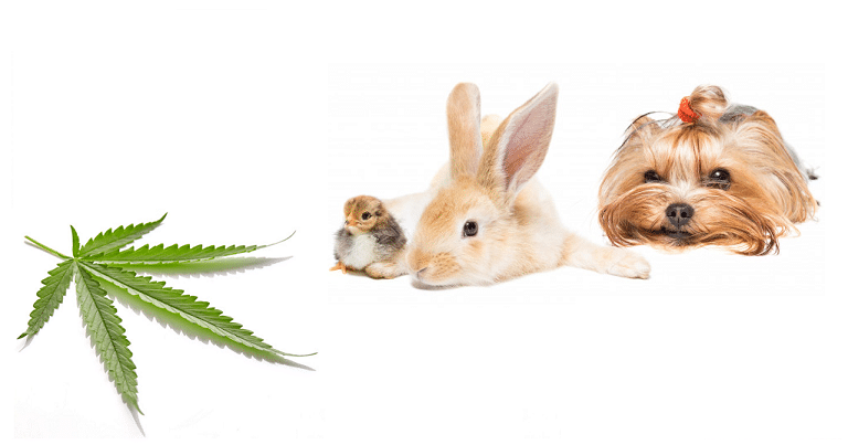 Le cannabidiol et les animaux: un peu de science 9 Le cannabidiol et les animaux