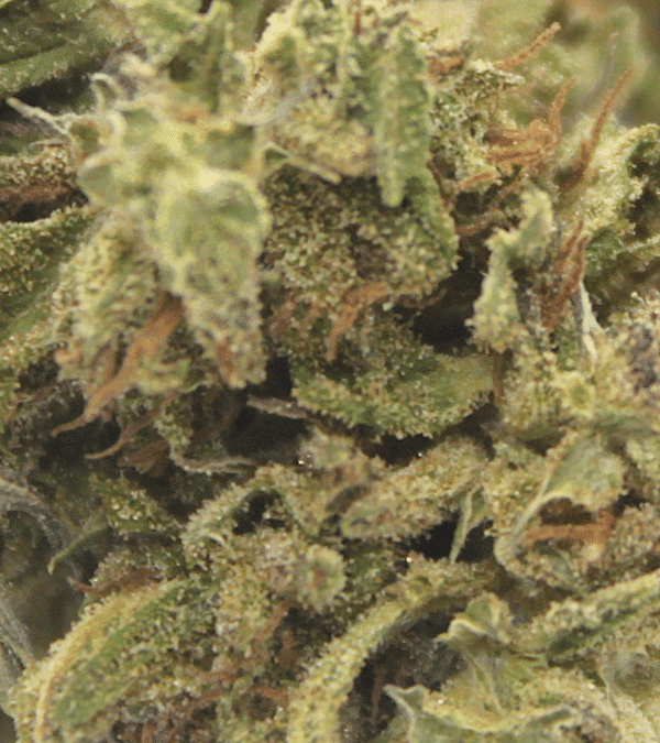 Dynamite (Outdoor) 3