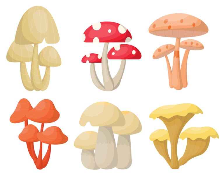Champignon adaptogène: les secrets d'un superaliment naturel 3 Tout savoir sur les champignons adaptogènes