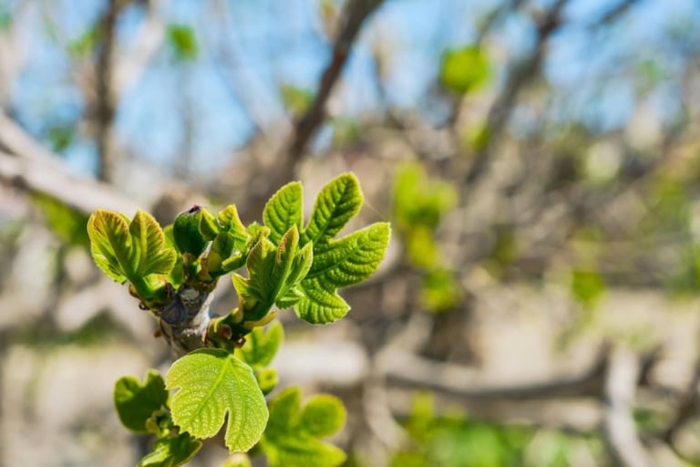 Gemmothérapie : les secrets des extraits de bourgeons 4 Gemmothérapie - bourgeons