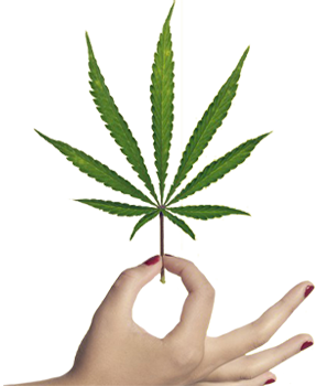 Pionnier du cannabis légal et du CBD depuis 2015 3
